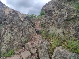 Flora del Cerro Masatrigo